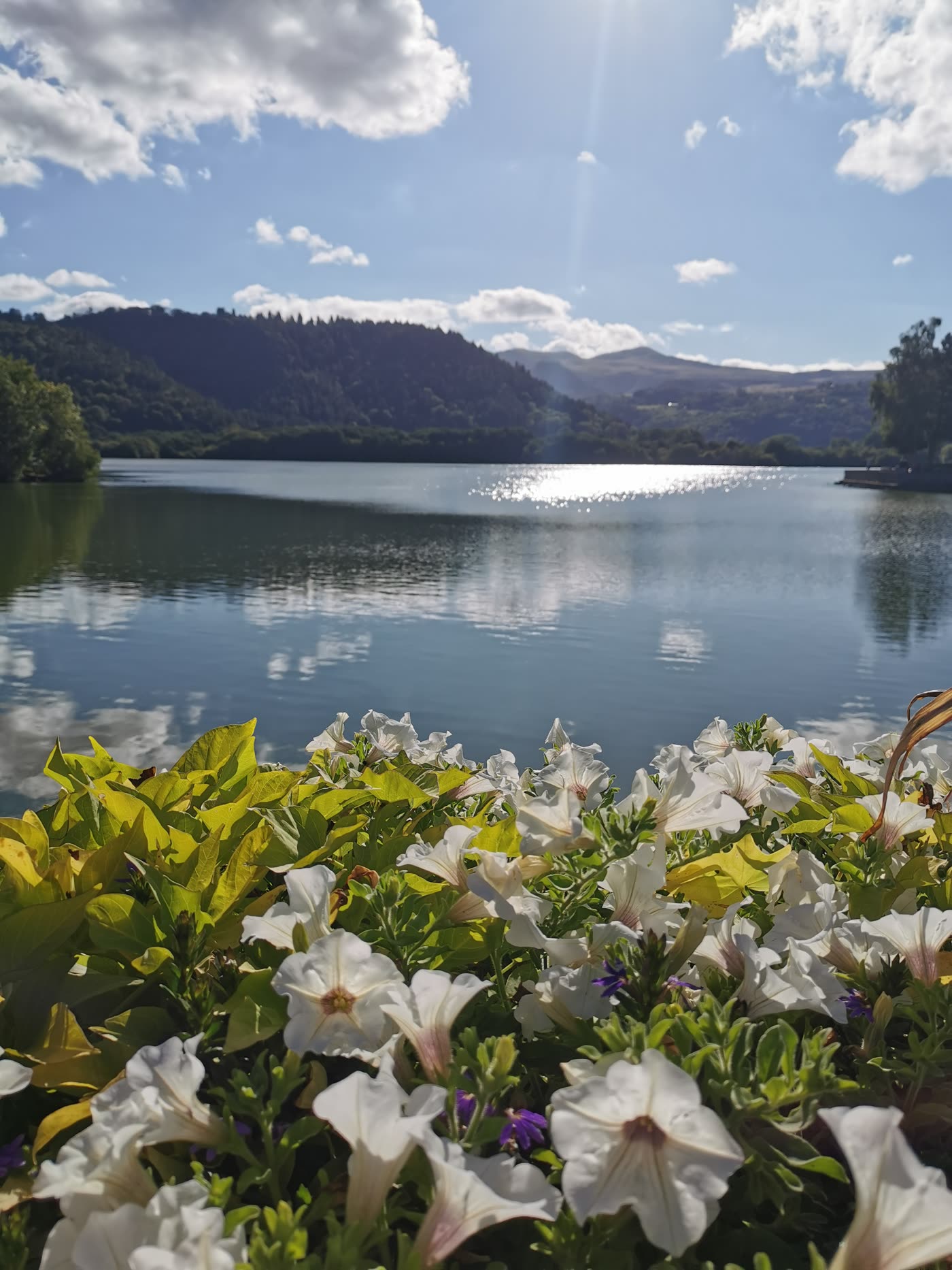Le lac Chambon et les fleurs en été