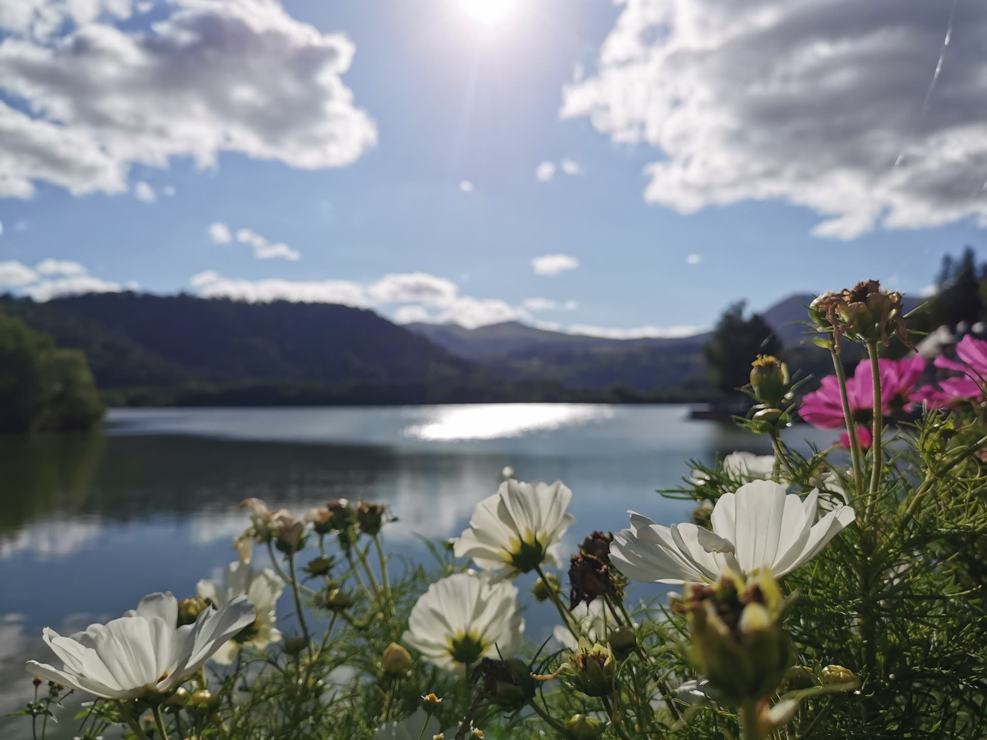 Le lac Chambon entouré de fleurs des champs et des monts d'Auvergne